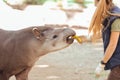 Barcelona, Ã¢â¬â¹Ã¢â¬â¹Spain, on May 2017 - Animal keeper at Barcelona Zoo taking care of the Amazonian tapir Royalty Free Stock Photo